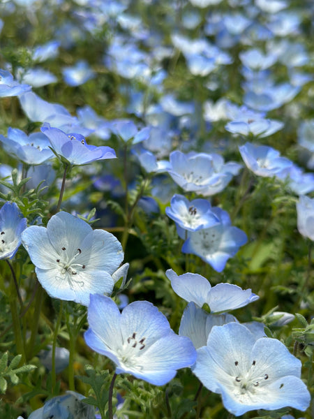 一点もの "nemophila ネモフィラ"   ツインパール