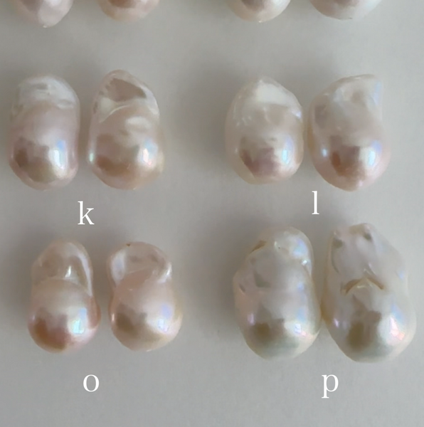asymmetry silver petal oyster baroque  pearl ピアス イヤリング - hikari pearl.