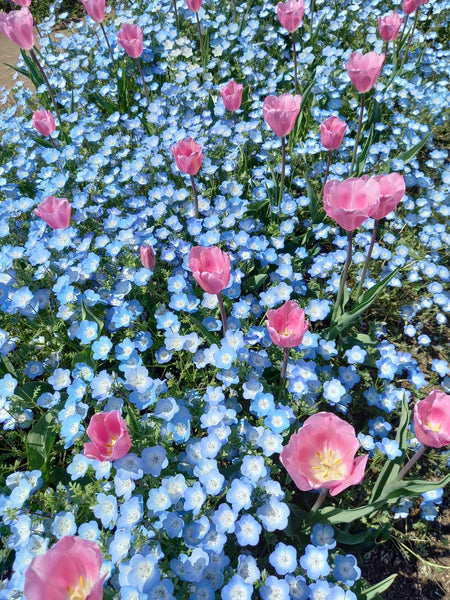 一点もの "nemophila ネモフィラ"   ツインパール